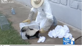Skunk Whisperer Saves The Day • Men Are Gross And Don't Wash Their Hands